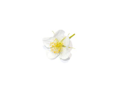 Jam Tree 'nin, Jamaika kirazının, Malayan Cherry' nin, Batı Hint kirazının beyaz arka planda yumuşak gölgeli çiçeğini kapatın. (Bilimsel adı Muntingia calabura)