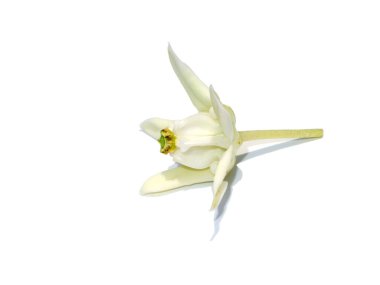 Beyaz Crown Flower 'ı kapatın, dev kızılderili sütü, beyaz arka planda yumuşak gölgeli dev. Bilimsel adı Calotropis gigantea (L) Toprak Ülke)