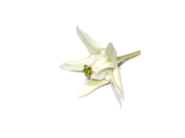 Close Flor Coroa Branca Milkweed Indiano Gigante Gigante Fundo Branco — Fotografia de Stock