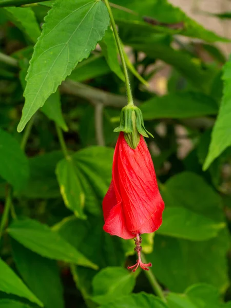 Gros Plan Hibiscus Endormi Fleur Guimauve Cireuse Nom Scientifique Malvaviscus — Photo