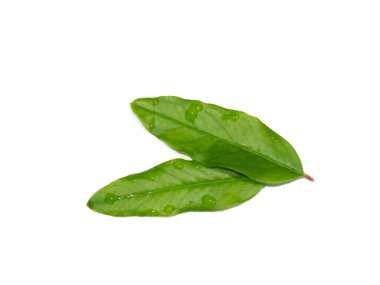 Narı kapat, beyaz arka planda Punica elma yaprakları. (Bilimsel adı Punica granatum)