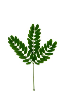 Beyaz popinac 'ı kapat, beyaz arka planda kurşun ağaç yaprakları. (Bilimsel adı Leucaena löcocephala)