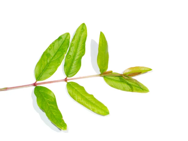 Primer Plano Granada Hojas Manzana Punica Sobre Fondo Blanco Nombre —  Fotos de Stock