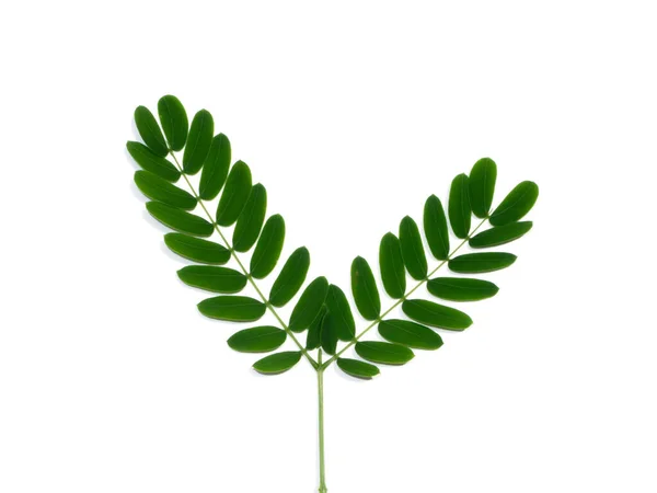 Close White Popinac Lead Tree Leaves White Background Scientific Name — Stock Photo, Image
