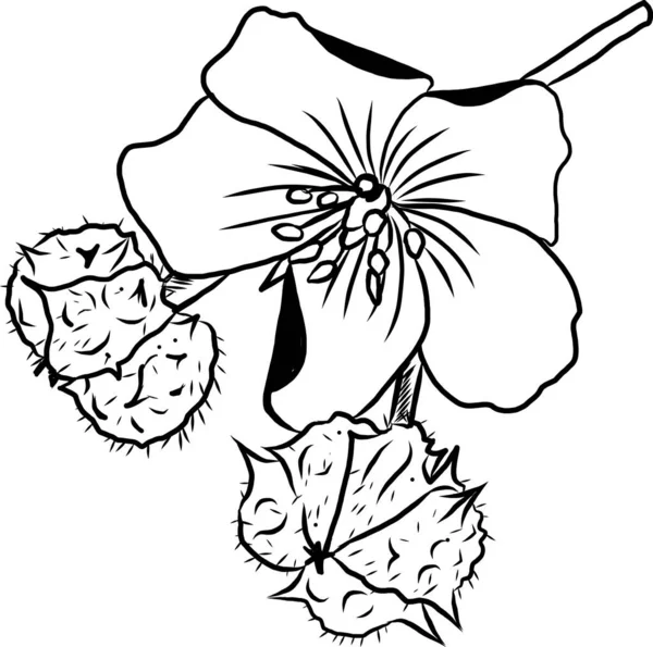 Black Line Art Flowers Tribulus Terrestris Plant Seeds White Background — Photo