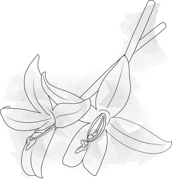 Imagen Línea Abstracta Flores Corcho Indias Nombre Científico Millingtonia Hortensis — Foto de Stock