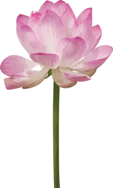 Abstract Pink Lotus Flower White Background — Stockfoto