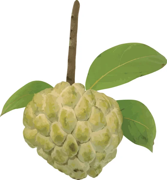 Resumen Fruta Manzana Azucarada Nombre Científico Annona Squamosa — Foto de Stock