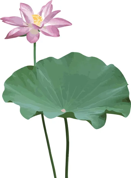 Abstract Lotus Flower Leaf Scietific Name Nelumbo Nucifera — Stock Photo, Image