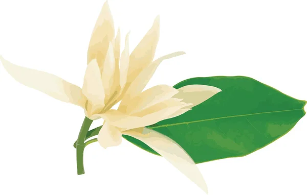 White Champaka Sandalwood Flower Leaf Scientific Name Magnolia Alba Figlar —  Fotos de Stock