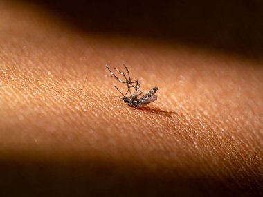 Kapalı kapılar ardında ölü bir sivrisinek yatıyor. (Bilimsel adı Aedes aegypti)