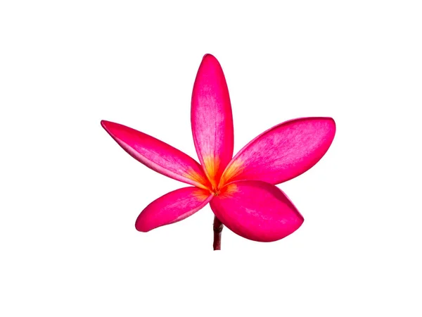 Close Red Pagoda Tree Frangipani Flower White Background Scientific Name — Foto de Stock