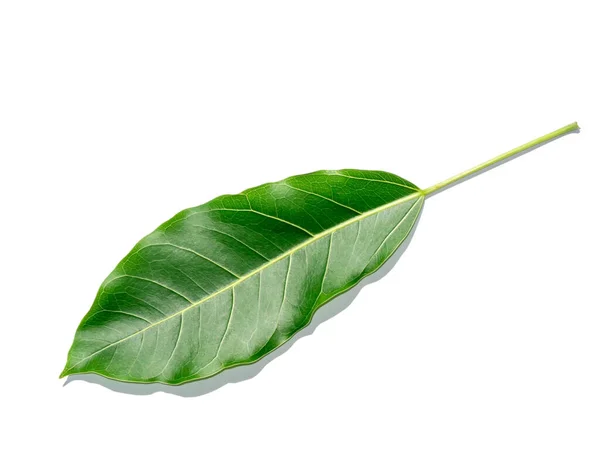 Close Ficus Lacor Buch Foglie Sfondo Bianco Nome Scientifico Ficus — Foto Stock