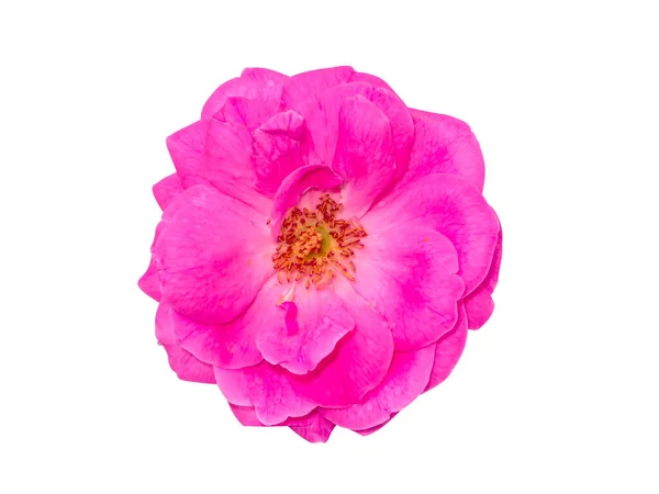 Закройте Цветок Розовой Розы Белом Фоне Вырезанной Дорожкой Научное Название — стоковое фото