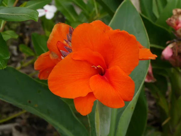 Close Arancione Giglio Canna India Short Plant India Shoot Bulsarana — Foto Stock