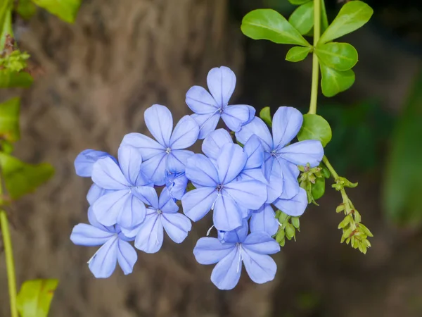 Niebieski Kwiat Ziela Przylądka Ogrodzie Nazwa Naukowa Plumbago Auriculata — Zdjęcie stockowe