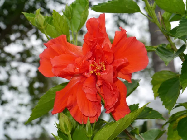 Rose Cinesi Rosse Vicino Rosa Malva Fiore Nome Scientifico Hibiscus — Foto Stock