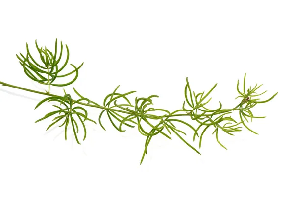Close Leaves Shatavari Plant White Background Scientific Name Asparagus Racemosus — Stock Photo, Image