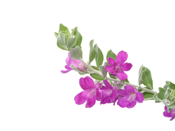 Close Ash Plant Barometer Brush Purple Sage Texas Ranger Flower — Stockfoto