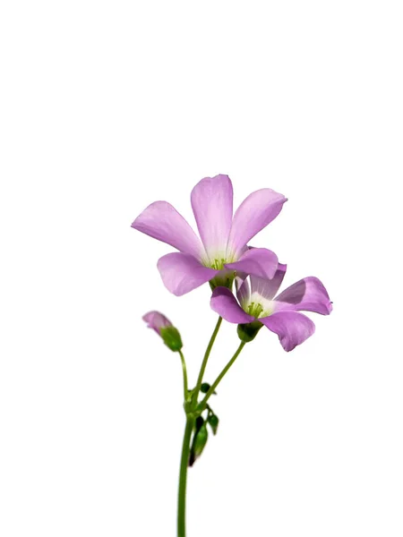 Закрыть Фиолетовый Шамрок Растение Любви Белом Фоне Научное Название Oxalis — стоковое фото