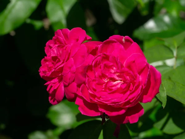 Закрыть Розовый Цветок Розы Размытым Фоном Научное Название Rosa Damascena — стоковое фото
