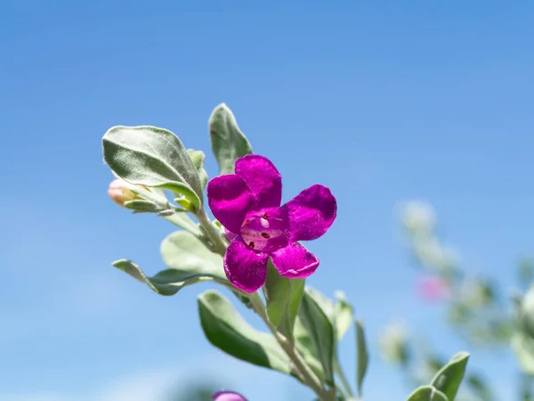Close Ash Plant Barometer Brush Purple Sage Texas Ranger Flower — Photo