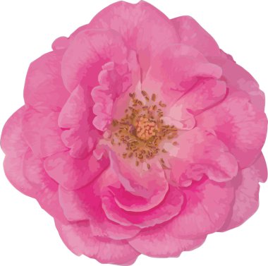 Damask Gül çiçeğinin özeti.