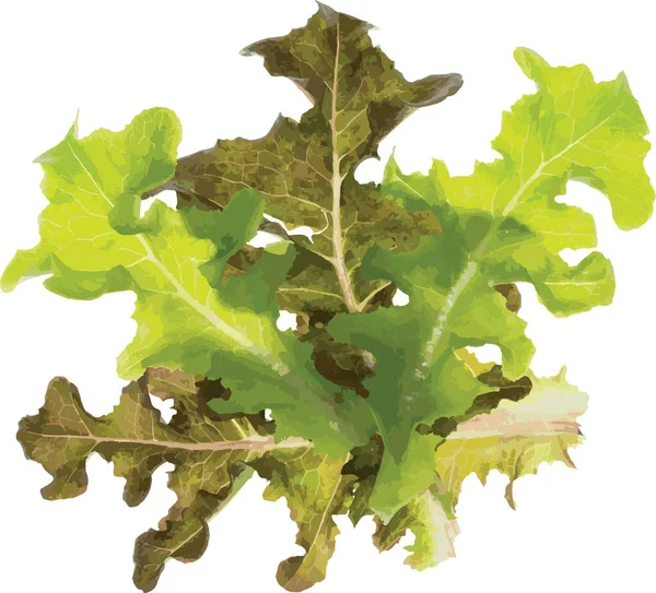 Abstrakcyjne Liście Zielonego Dębu Warzywa Sałatkowe — Zdjęcie stockowe