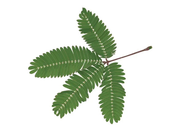 Abstract Leaves Sensitive Plant White Background — Stock Photo, Image