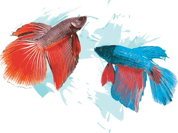 Abstract Siamese Fighting Fish Color Spread Background — Fotografia de Stock