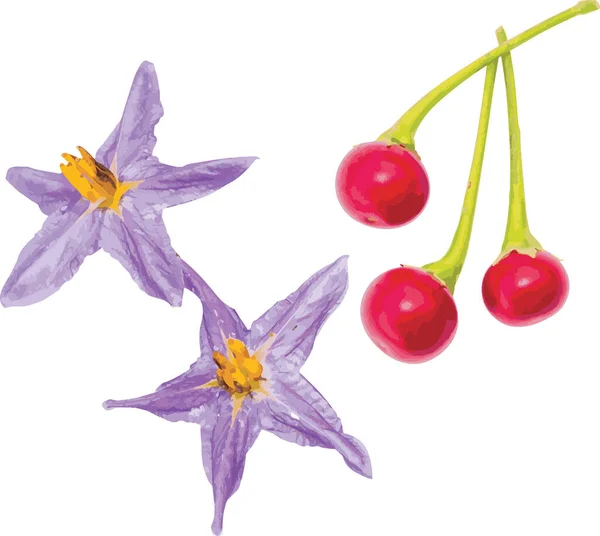 Αφηρημένη Λουλούδι Και Κόκκινα Φρούτα Του Solanum Trilobatum Λευκό Φόντο — Φωτογραφία Αρχείου