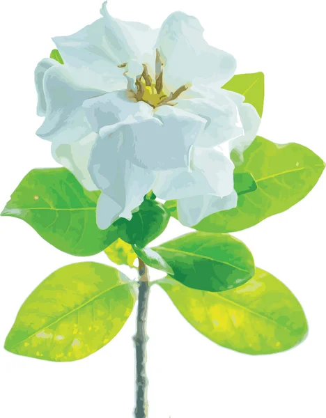 Beyaz Gerdenya Nın Soyutu Yapraklı Cape Jasmine Çiçeği Bilimsel Adı — Stok fotoğraf