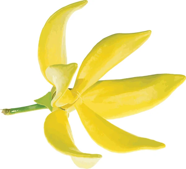 Abstrakcja Wspinającego Się Kwiatu Ylang Ylang Nazwa Naukowa Artabotrys Hexapetalus — Zdjęcie stockowe