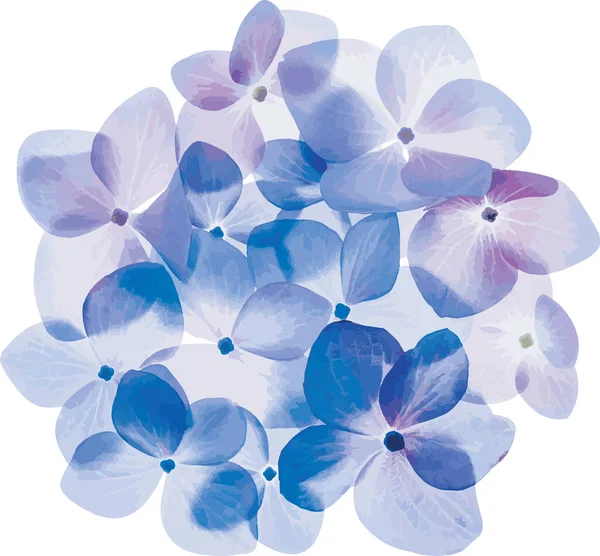 Resumen Flor Azul Hydrengea Nombre Científico Hydrangea Macrophylla Thunb Ser — Foto de Stock