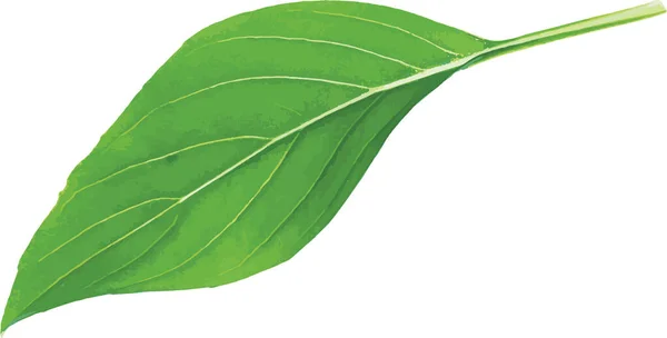 Аннотация Sweet Basil Листья Белом Фоне Научное Название Ocimum Basilicum — стоковое фото