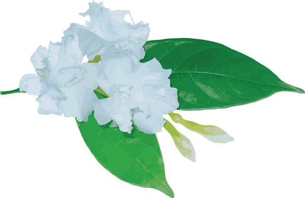 Abstract of Gardenia Rose flower on white background. (Scientific name Gardenia augusta)