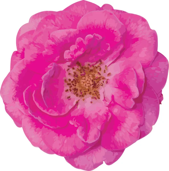 Résumé Damas Rose Fleur — Photo