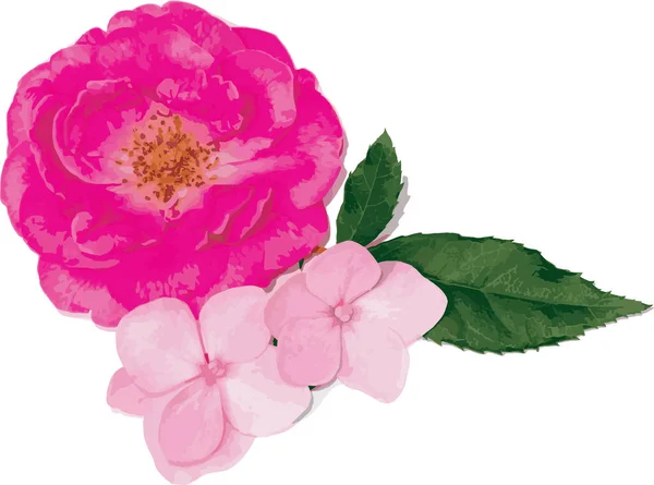 Damas Fleur Rose Avec Fleur Hortensia — Photo