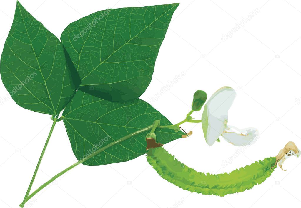 Abstract the Wing bean plant. (Scietific name Psophocarpus tetragonolobus)