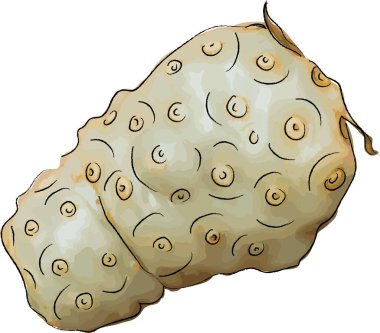 Soyut olgun Hint Dut meyvesi beyaz arkaplanda izole. 