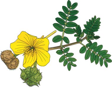 Şeytanın dikenli bitkisinin soyut bir grubu. Bilimsel adı Tribulus Terrestris.)