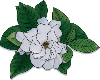 Beyaz Gerdenya 'nın soyutu ya da yapraklı Cape Jasmine çiçeği. (Bilimsel adı Gardenia Jasminoides)