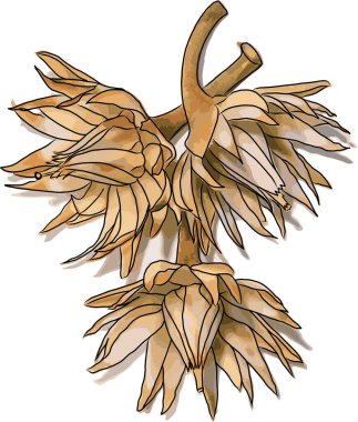 Soyut İspanyol Kirazı, Tanjong ağacı, beyaz arka planda kurşun ahşap çiçekler.