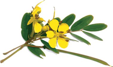 Beyaz arkaplana renk yayılmış Cassod ağacı veya Senna siamea soyutu.