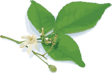 Beyaz arkaplanda Bengal ayva çiçeğinin soyutlanması.