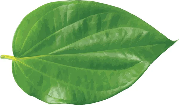 Зелений Лист Чашечки Пайпер Ізольований Білому Тлі — стокове фото
