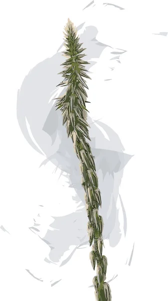 Résumé Fleur Achyranthes Aspera Plante Sur Fond Blanc — Photo