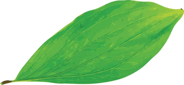 Аннотация Acacia Mangium Листья Изолировать Белом Фоне — стоковое фото