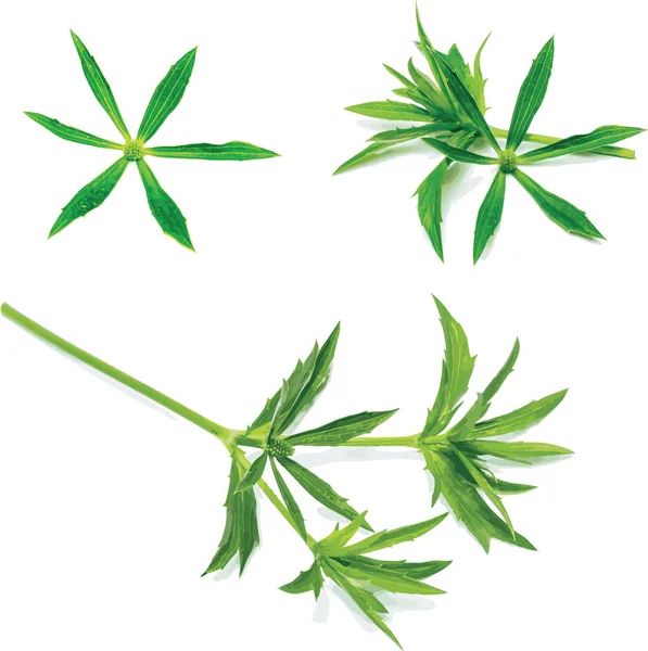 Abstrakt Culantro Květ Zelenými Listy Bílém Pozadí — Stock fotografie