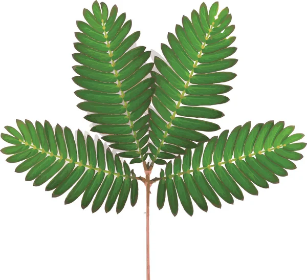 白い背景に敏感な植物やミモザ プディカ植物の抽象的な葉 — ストック写真